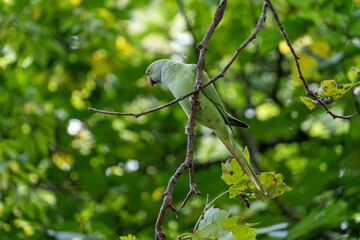 green parrot on a tree