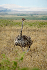 ostrich in the serengeti park
