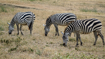 zebra in the serengeti park