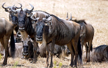 warthog in the serengeti savanna