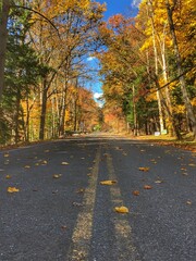 Obraz premium Fall Foliage One