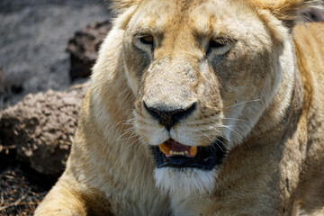 male and female lion lying in the savanna gras