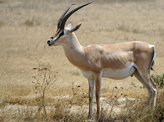 grant gazelle in the serengeti