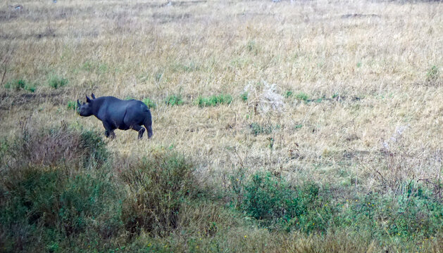 rhino in the serengeti savanna