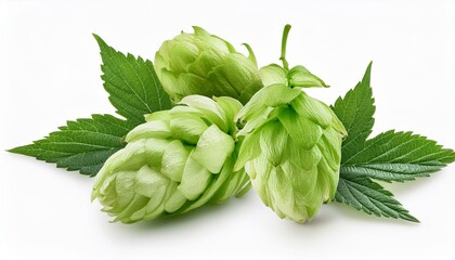 fresh hop seed cones and leaves collection with real transparent shadow isolated on white background food design element