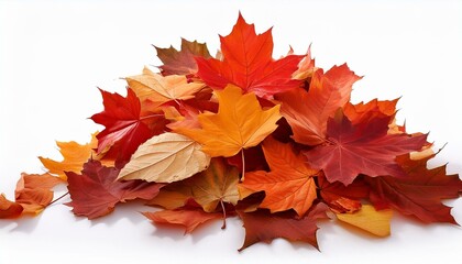 Fototapeta premium pile of autumn colored leaves isolated on white background a heap of different maple dry leaf red and colorful foliage colors in the fall season