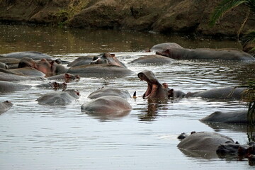 large group of hippos at a pond