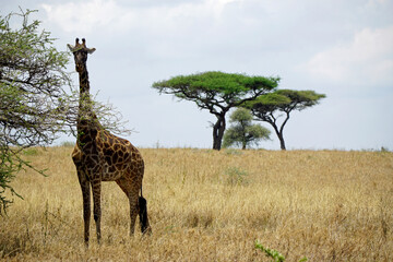 giraffe in the serengeti park