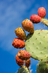 Prickly pear cactus with ripe figs, Sardinia, Italy
