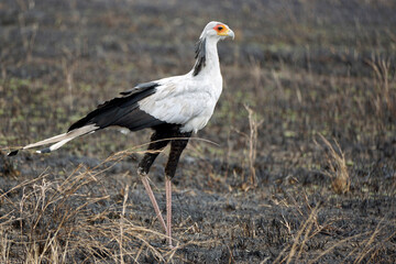 Fototapeta premium secretary bird in the serengeti
