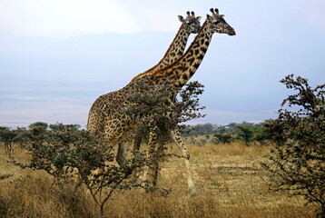 giraffe in the serengeti park