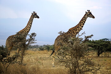 giraffe in the serengeti park