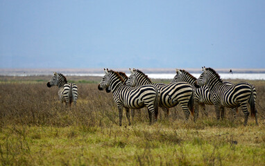 zebra in the serengeti park