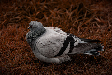 paloma, ave, pájaro, animal, gris