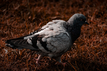 paloma, ave, pájaro, animal, gris