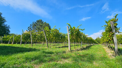 Obraz premium Rebstöcke in Stammersdorf 