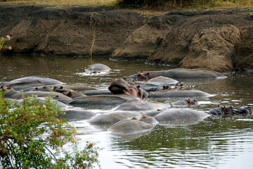 Fototapeta premium large group of hippos at a pond