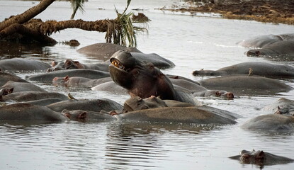large group of hippos at a pond