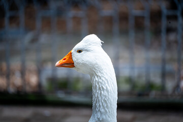 pato, pico, ave, pájaro, blanco