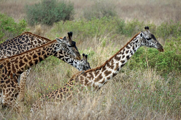 giraffe in the serengeti park