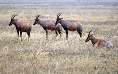 Topi antelopes in the Serengeti landscape
