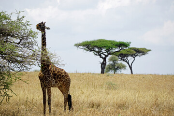 giraffe in the serengeti park