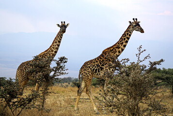 giraffe in the serengeti park