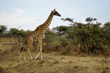 giraffe in the serengeti park
