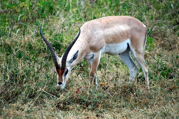 grant gazelle in the serengeti