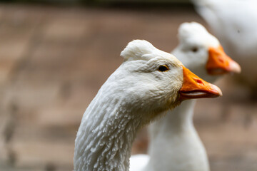 Obraz premium pato, ganso, pico, pato Pekin, cisne