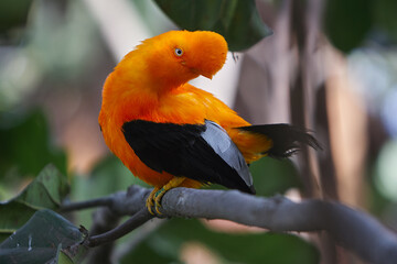 Bold, bright, and ready to dazzle! The Andean Cock-of-the-rock male puts on a show-stopping display, flaunting his vibrant orange plumage in the lush forests of Manu National Park. Peru