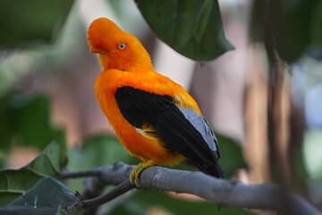 Bold, bright, and ready to dazzle! The Andean Cock-of-the-rock male puts on a show-stopping...