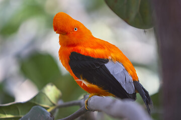 Bold, bright, and ready to dazzle! The Andean Cock-of-the-rock male puts on a show-stopping display, flaunting his vibrant orange plumage in the lush forests of Manu National Park. Peru