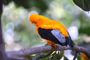 Bold, bright, and ready to dazzle! The Andean Cock-of-the-rock male puts on a show-stopping display, flaunting his vibrant orange plumage in the lush forests of Manu National Park. Peru