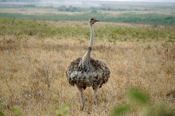ostrich in the serengeti park