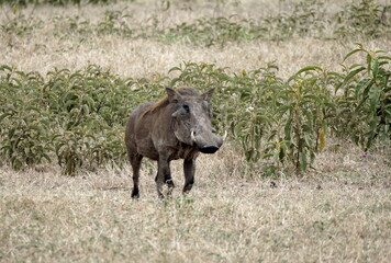 warthog in the serengeti savanna