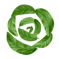 Green leaves swirling in air on white background