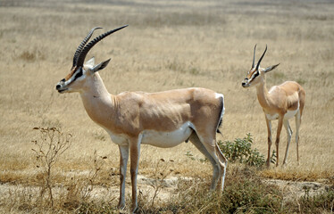 grant gazelle in the serengeti