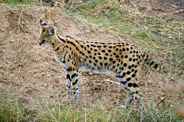 African Serval in the Serengeti