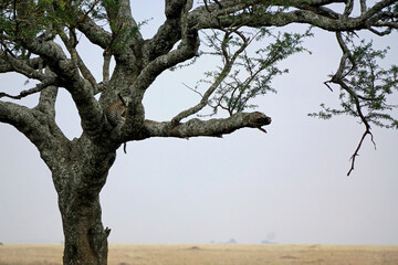 cheetah in a tree in the serengeti park