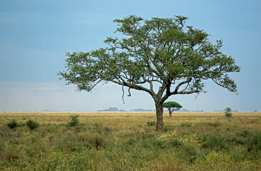 cheetah in a tree in the serengeti park