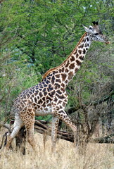 giraffe in the serengeti park