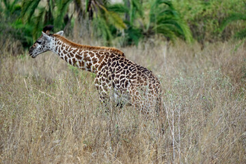 Obraz premium giraffe in the serengeti park