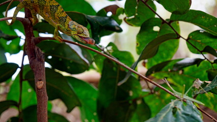 colorful chameleon on zanzibar island