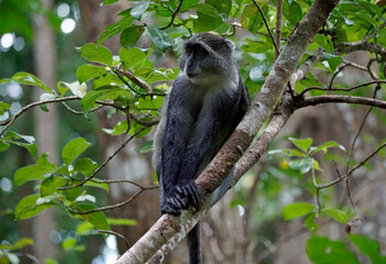 vervet monkey on zanzibar island