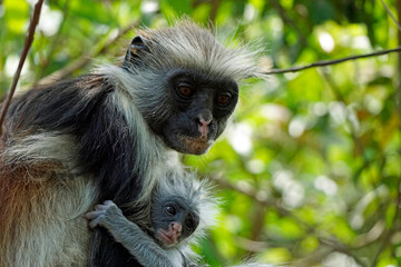 zanzibar colobus monkey (Piliocolobus kirkii)