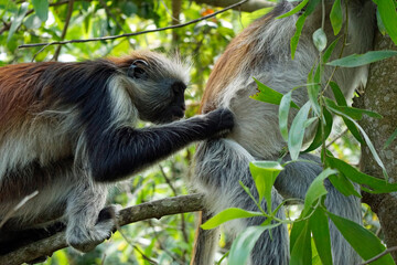 zanzibar colobus monkey (Piliocolobus kirkii)