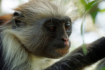 zanzibar colobus monkey (Piliocolobus kirkii)