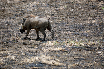 warthog in the serengeti savanna