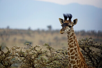 giraffe in the serengeti park